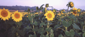 Sunflowers at sunrise